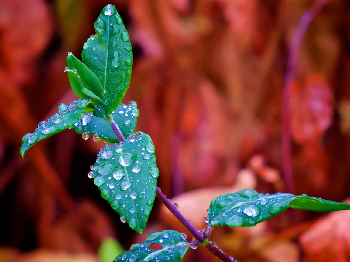 Обои ветка, природа, листья, макро, фон, роса, капли, branch, nature, leaves, macro, background, rosa, drops разрешение 2560x1707 Загрузить