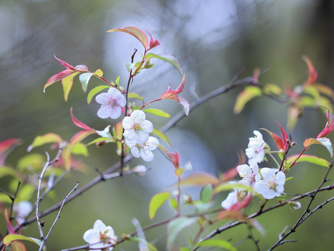 Обои цветы, природа, дерево, цветение, фон, ветки, весна, flowers, nature, tree, flowering, background, branches, spring разрешение 2048x1365 Загрузить