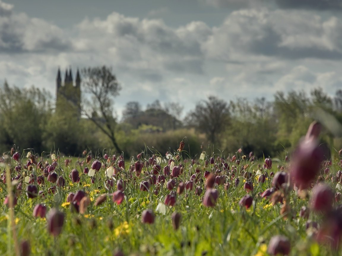 Обои небо, цветы, облака, деревья, поле, лето, замок, the sky, flowers, clouds, trees, field, summer, castle разрешение 2000x1180 Загрузить