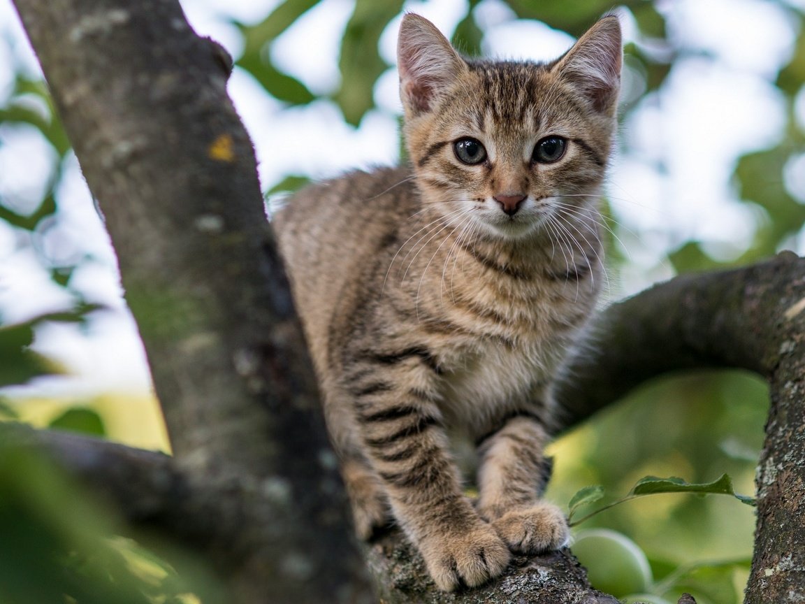 Обои глаза, дерево, кот, мордочка, ветки, кошка, взгляд, котенок, eyes, tree, cat, muzzle, branches, look, kitty разрешение 2048x1280 Загрузить