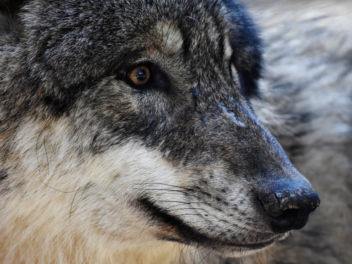 Обои глаза, морда, хищник, волк, eyes, face, predator, wolf разрешение 3840x2400 Загрузить