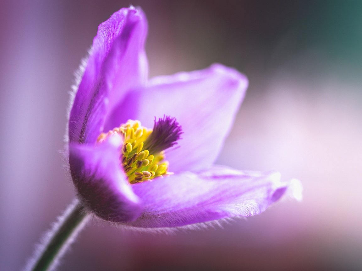 Обои макро, цветок, боке, сон-трава, прострел, macro, flower, bokeh, sleep-grass, cross разрешение 5407x3648 Загрузить