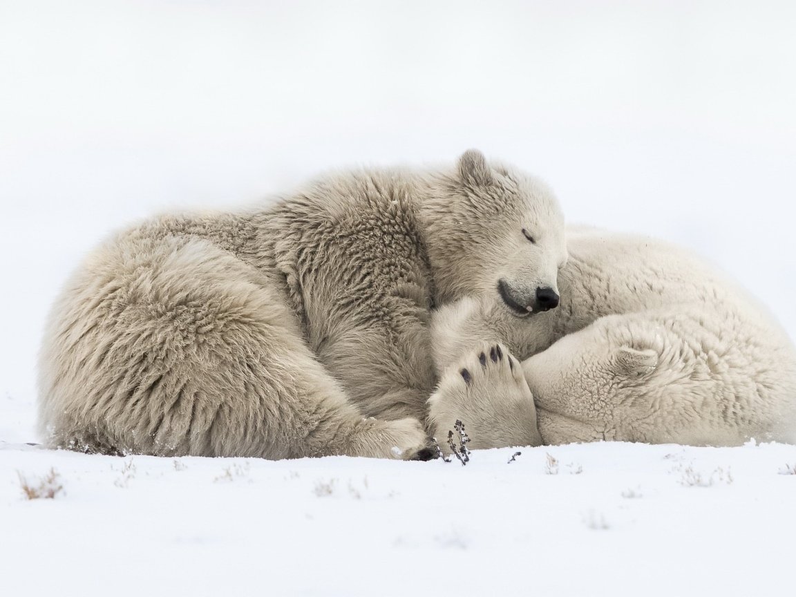 Обои снег, природа, сон, медведи, белый медведь, snow, nature, sleep, bears, polar bear разрешение 1920x1118 Загрузить