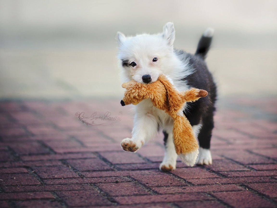 Обои собака, игрушка, улица, щенок, бордер-колли, dog, toy, street, puppy, the border collie разрешение 2048x1366 Загрузить