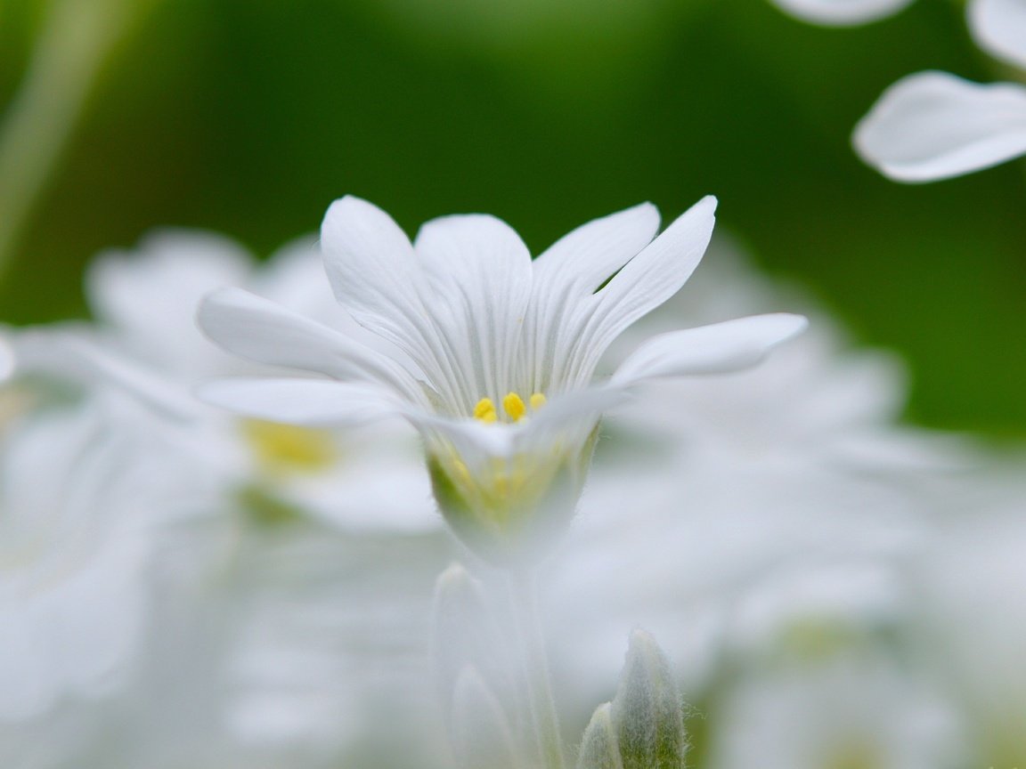 Обои цветы, весна, боке, белый цветок, flowers, spring, bokeh, white flower разрешение 3000x1822 Загрузить