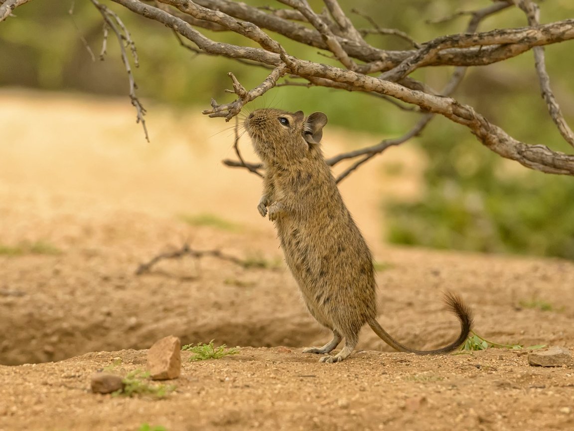 Обои ветки, хвост, стойка, грызун, дегу, branches, tail, stand, rodent, degu разрешение 2048x1463 Загрузить