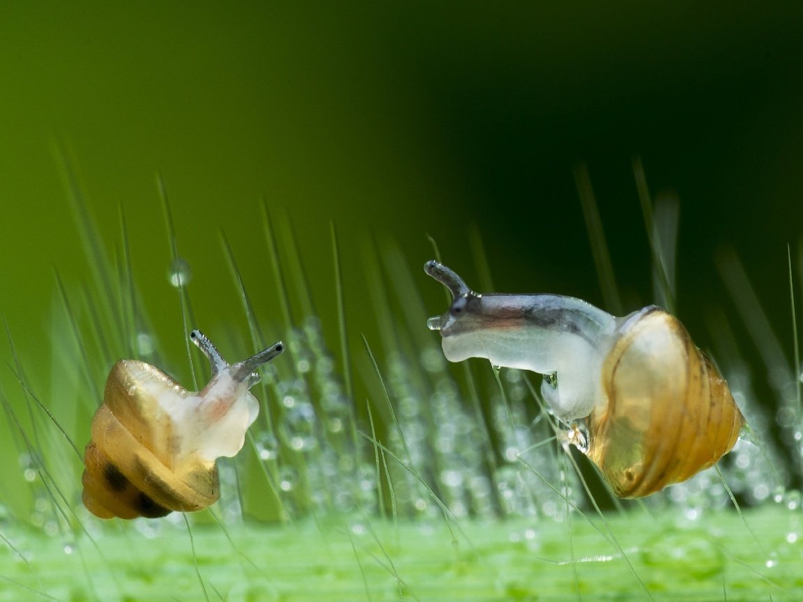 Обои зелень, макро, капли, стекло, улитки, lim choo how, greens, macro, drops, glass, snails разрешение 2972x1800 Загрузить