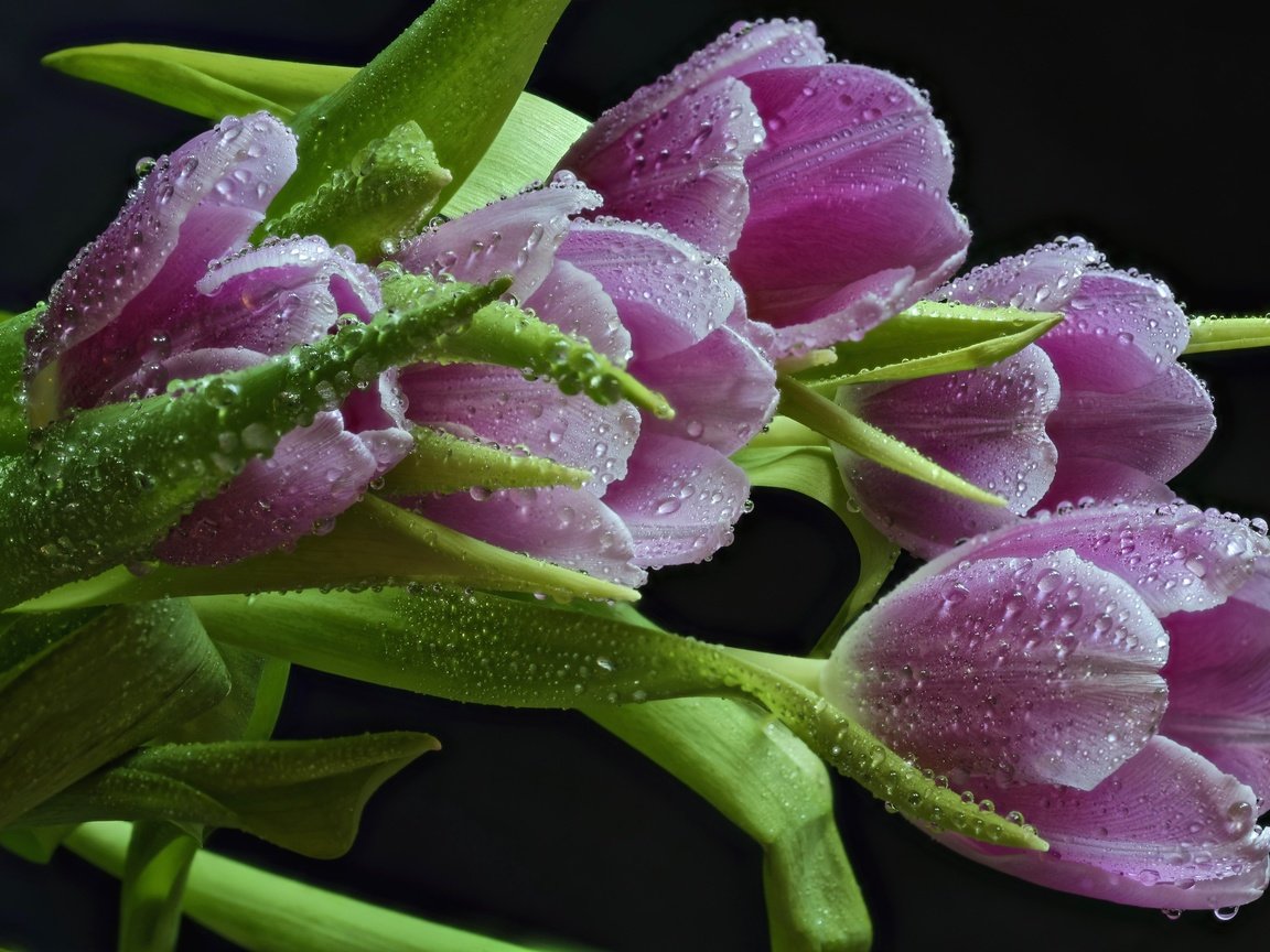 Обои цветы, бутоны, капли, черный фон, тюльпаны, розовые, flowers, buds, drops, black background, tulips, pink разрешение 3000x2002 Загрузить