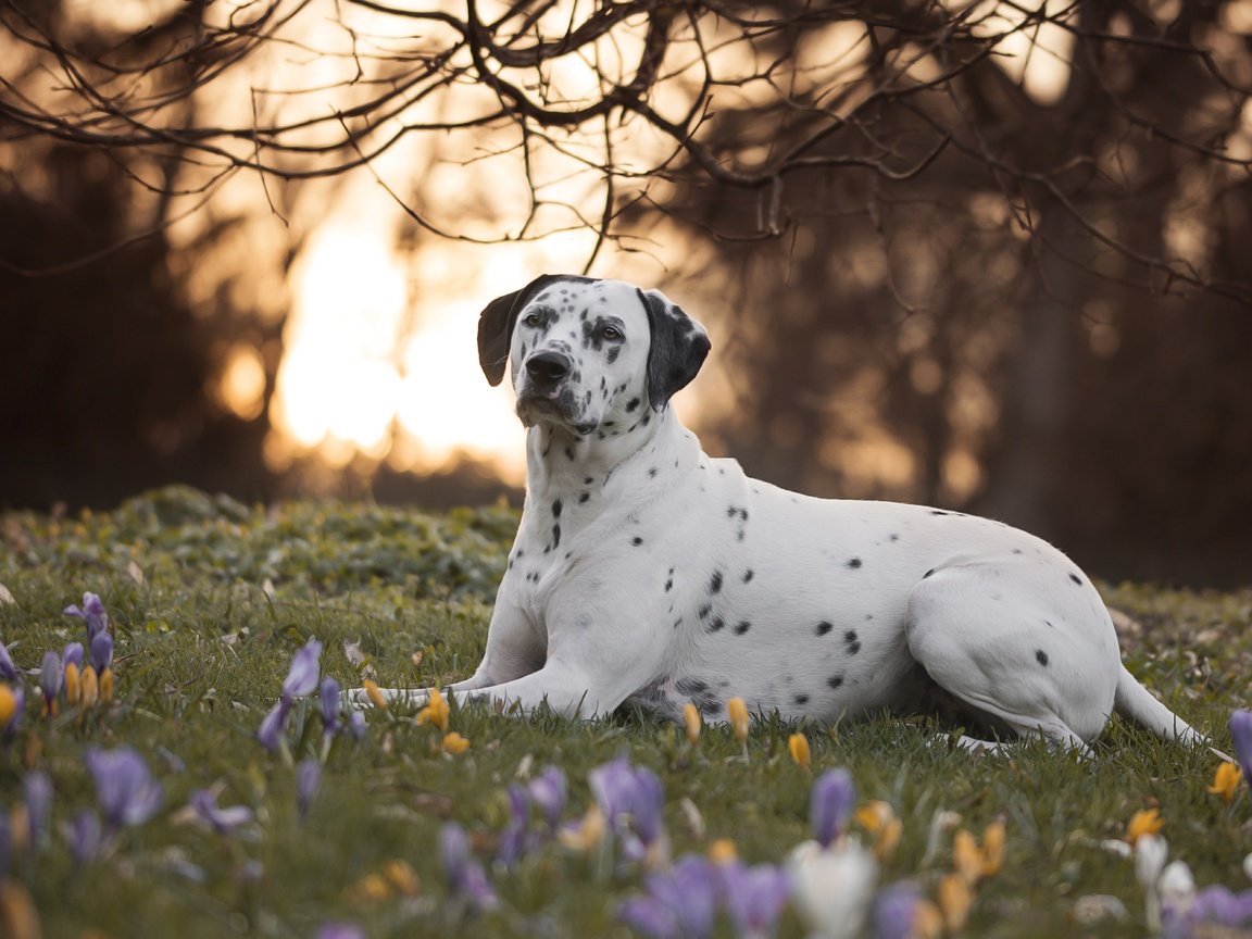 Обои цветы, природа, ветки, собака, далматин, далматинец, крокусы, flowers, nature, branches, dog, dalmatian, dalmatians, crocuses разрешение 6000x4000 Загрузить