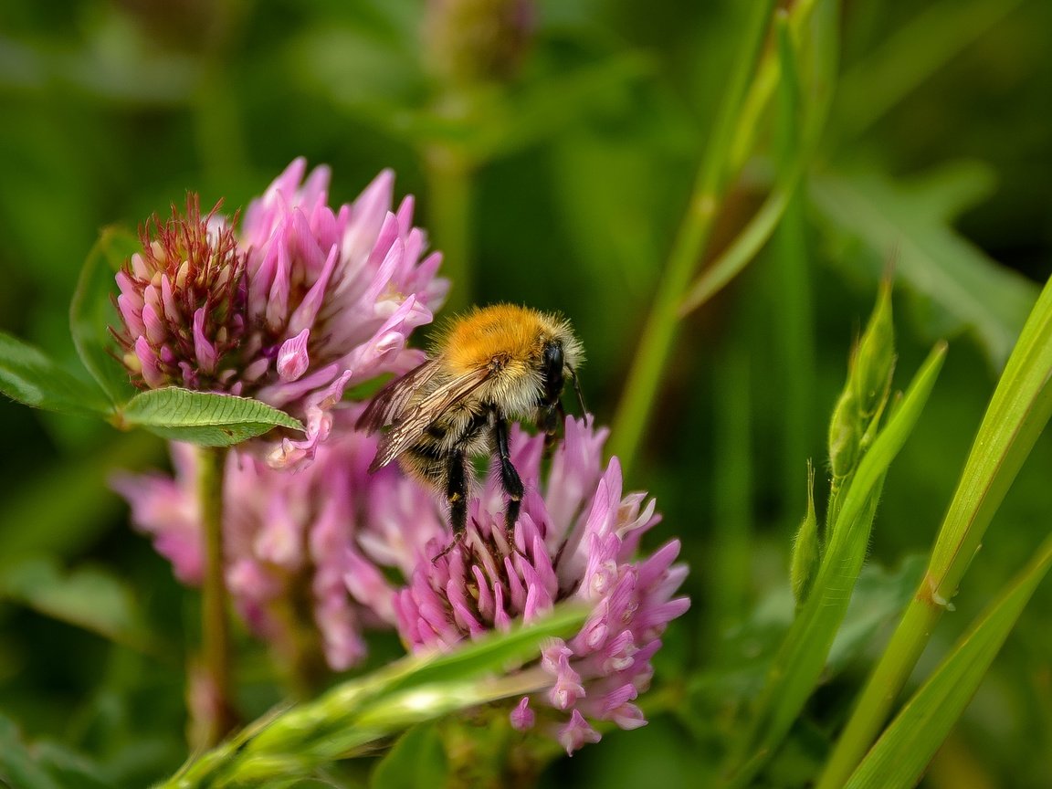 Обои цветы, трава, клевер, насекомое, пчела, полевые цветы, flowers, grass, clover, insect, bee, wildflowers разрешение 2319x1550 Загрузить