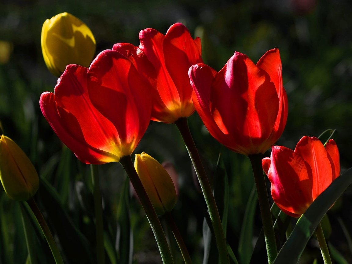 Обои цветы, красные, тюльпаны, желтые, солнечный свет, flowers, red, tulips, yellow, sunlight разрешение 2000x1260 Загрузить