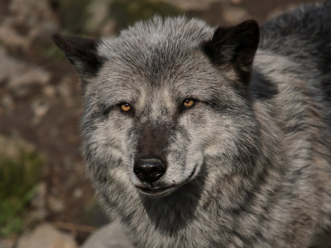 Обои глаза, морда, взгляд, хищник, волк, eyes, face, look, predator, wolf разрешение 1920x1314 Загрузить