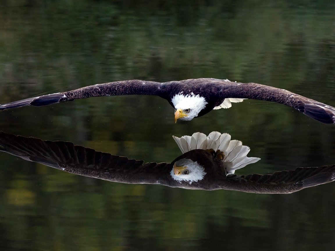 Обои отражение, полет, крылья, орел, птица, белоголовый орлан, reflection, flight, wings, eagle, bird, bald eagle разрешение 1920x1080 Загрузить