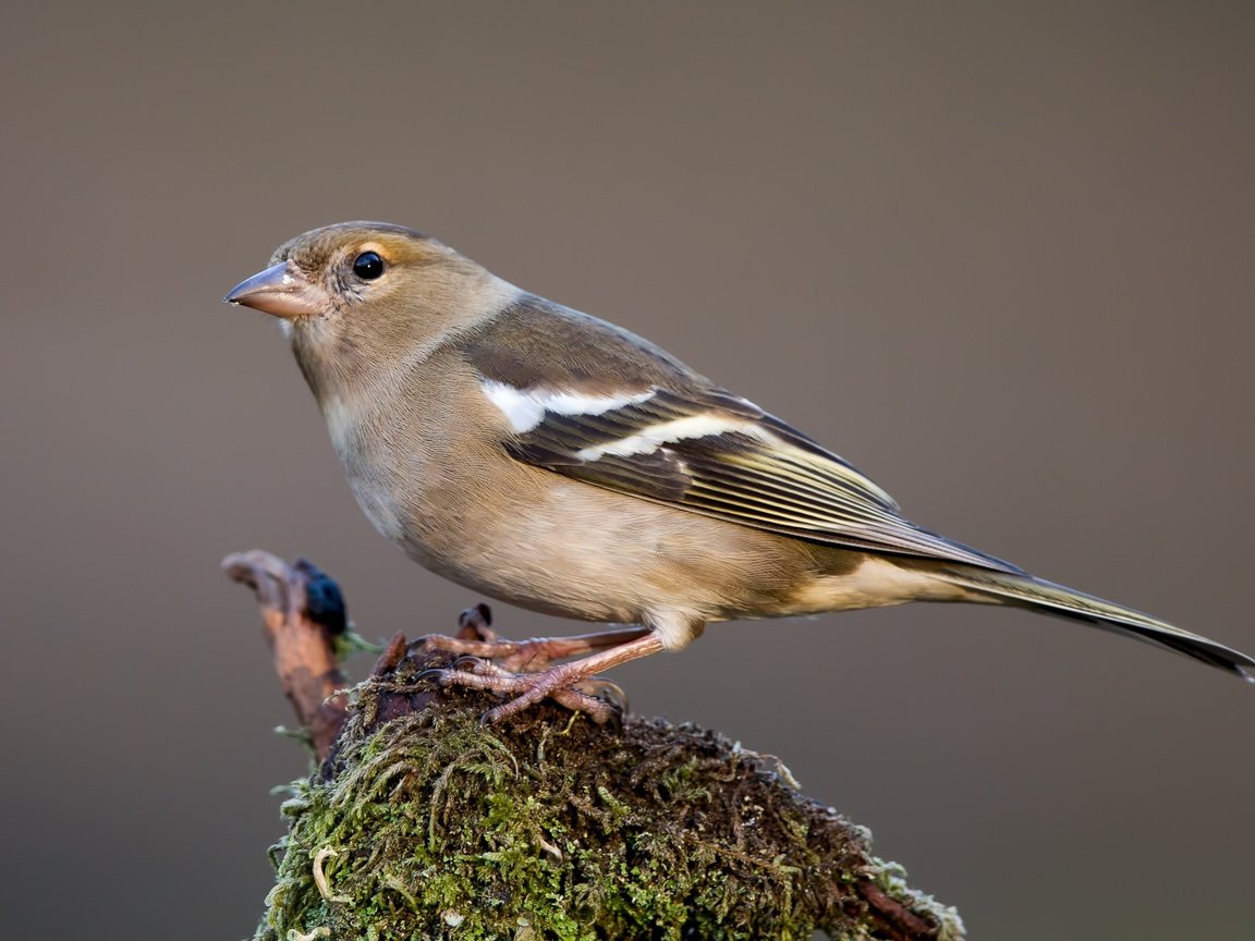 Обои птицы, птица, зяблик, самка, birds, bird, chaffinch, female разрешение 3481x2227 Загрузить