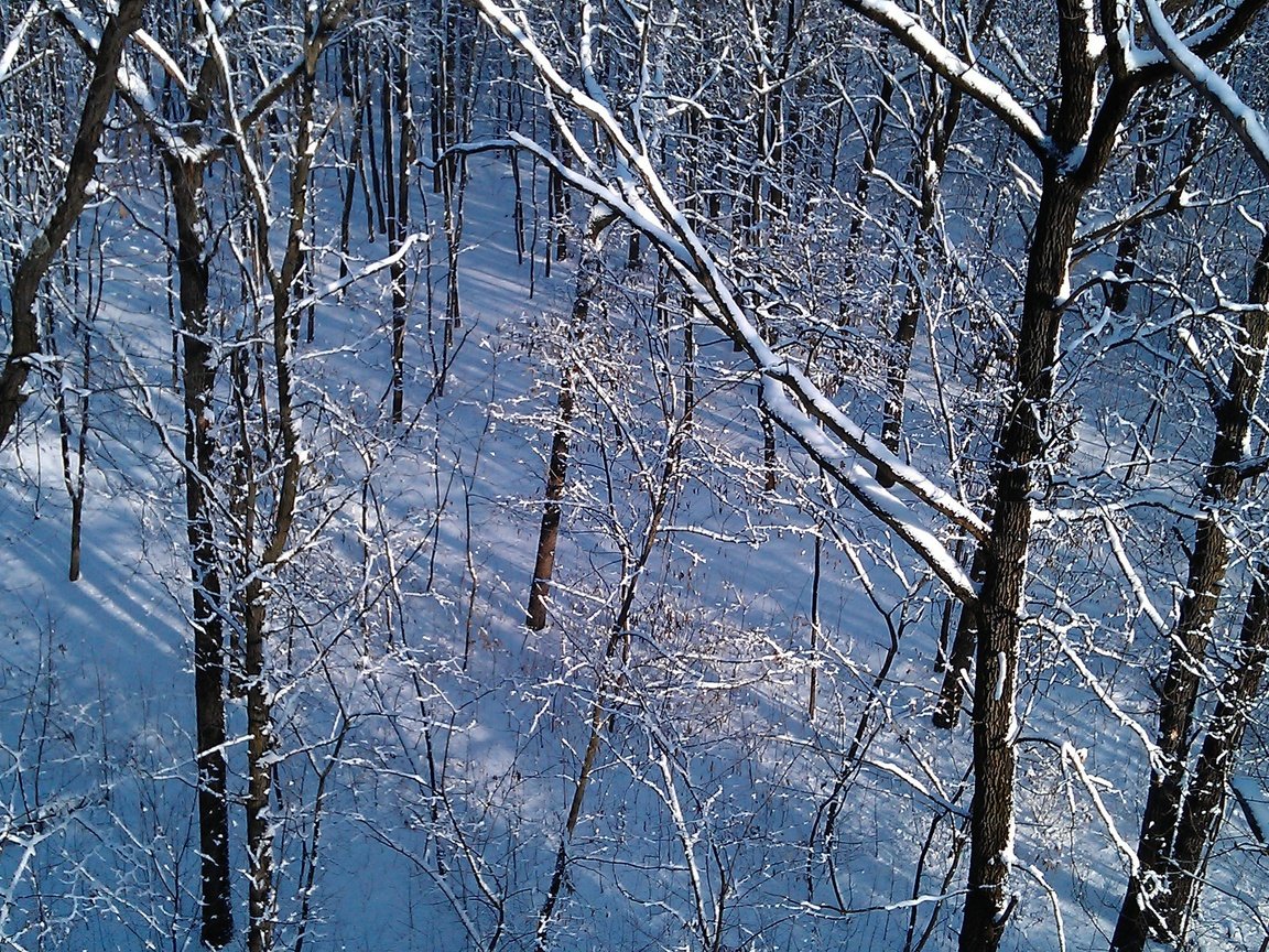 Обои деревья, снег, природа, зима, пейзаж, стволы, trees, snow, nature, winter, landscape, trunks разрешение 2592x1552 Загрузить