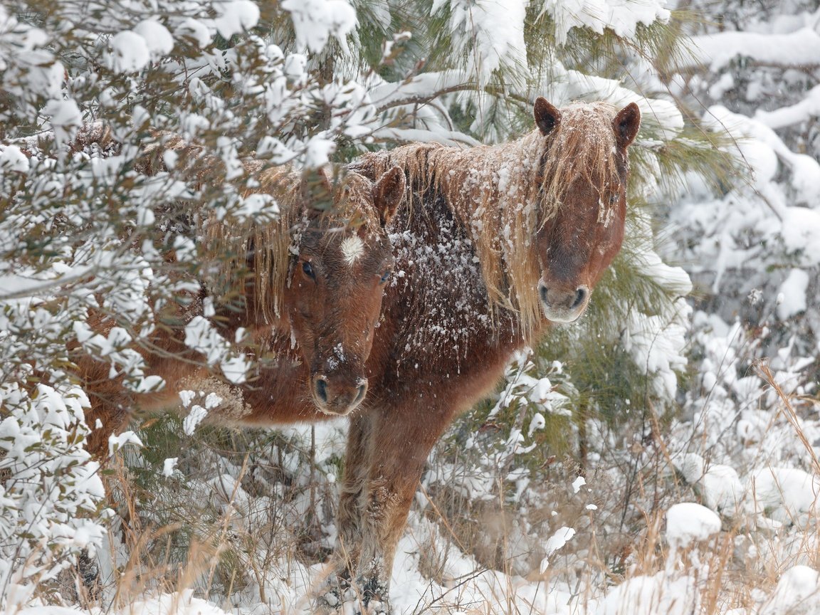 Обои снег, зима, лошади, кони, snow, winter, horse, horses разрешение 2048x1546 Загрузить