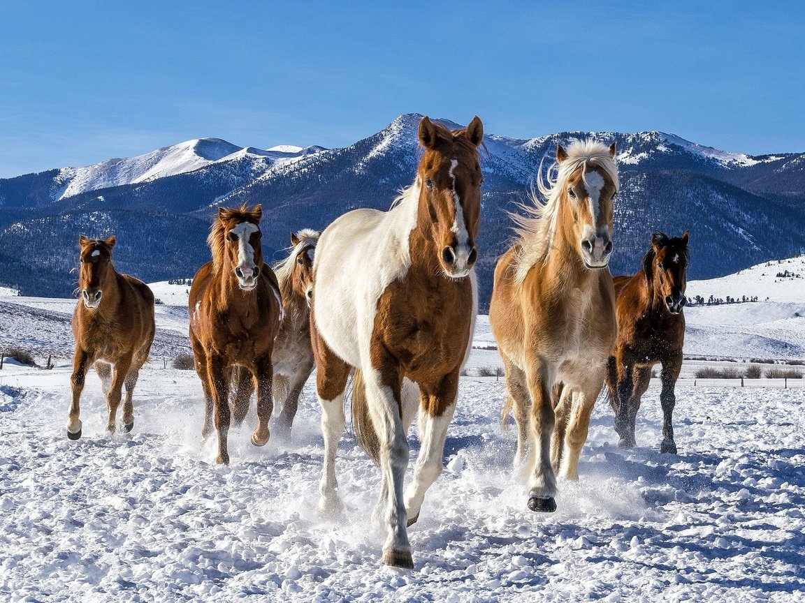 Обои снег, зима, лошади, кони, табун, snow, winter, horse, horses, the herd разрешение 2048x1365 Загрузить