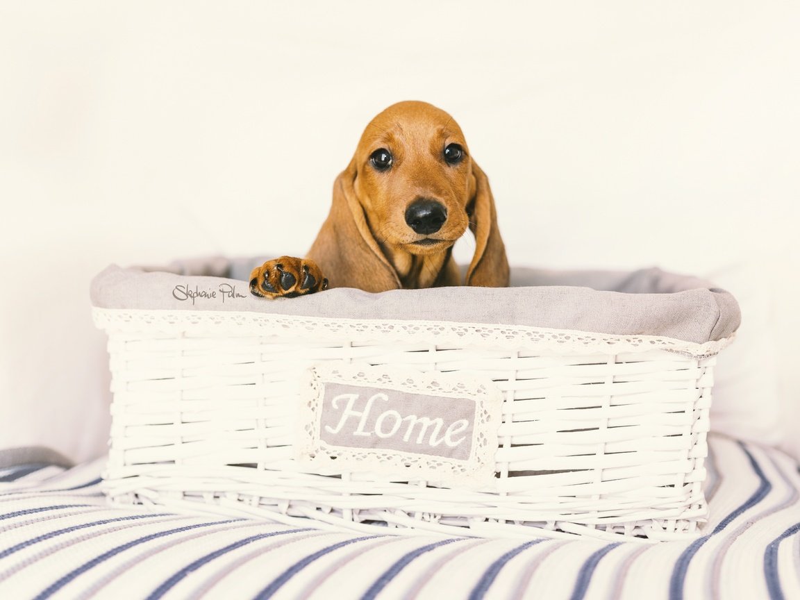 Обои глаза, взгляд, собака, дом, такса, уют, eyes, look, dog, house, dachshund, comfort разрешение 2048x1365 Загрузить