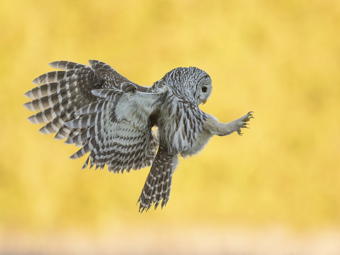 Обои сова, фон, полет, крылья, птица, неясыть, хищная птица, owl, background, flight, wings, bird, bird of prey разрешение 2048x1363 Загрузить