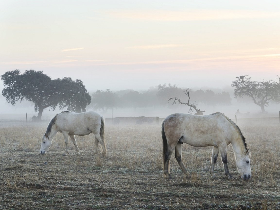 Обои утро, туман, кони, morning, fog, horses разрешение 2048x1356 Загрузить