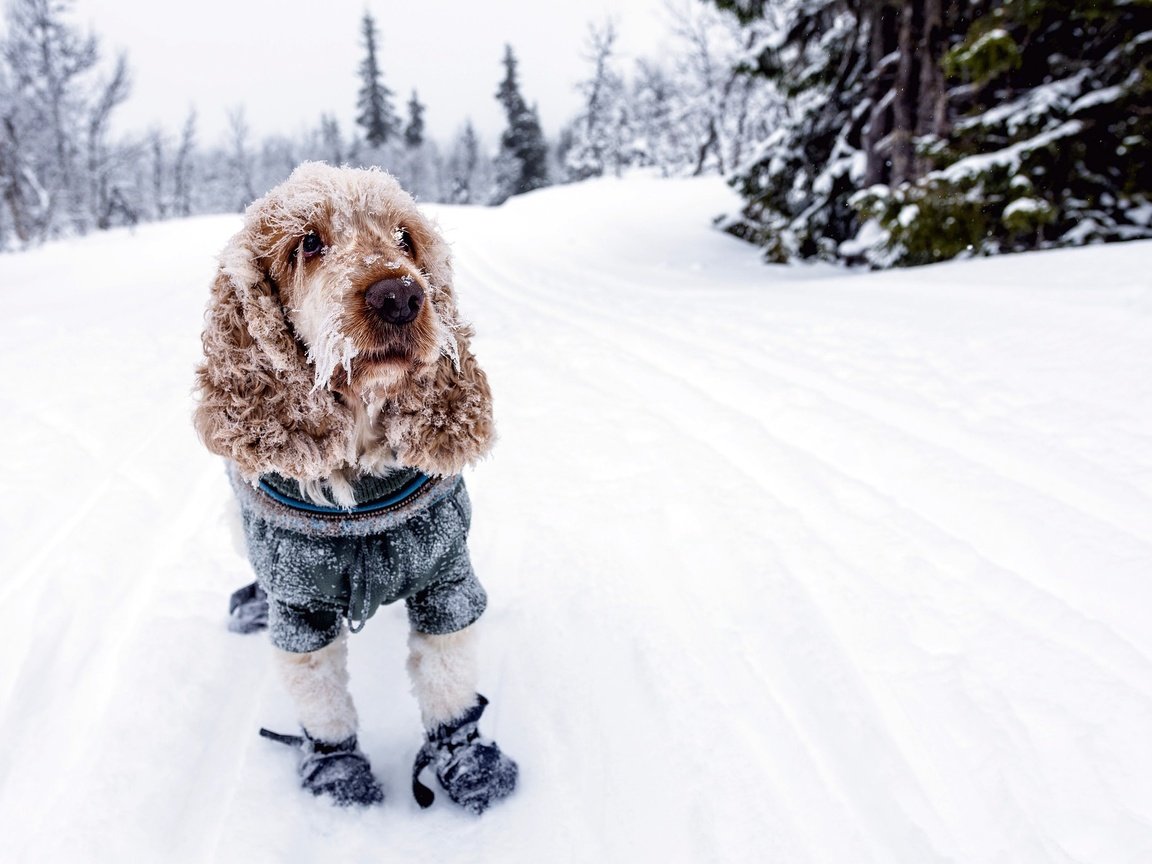 Обои снег, зима, собака, холод, спаниель, кокер-спаниель, snow, winter, dog, cold, spaniel, cocker spaniel разрешение 2048x1365 Загрузить