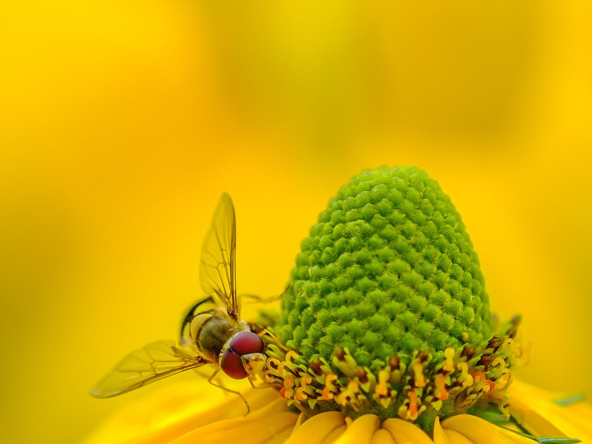 Обои желтый, макро, насекомое, фон, цветок, пчела, рудбекия, yellow, macro, insect, background, flower, bee, rudbeckia разрешение 2072x1324 Загрузить