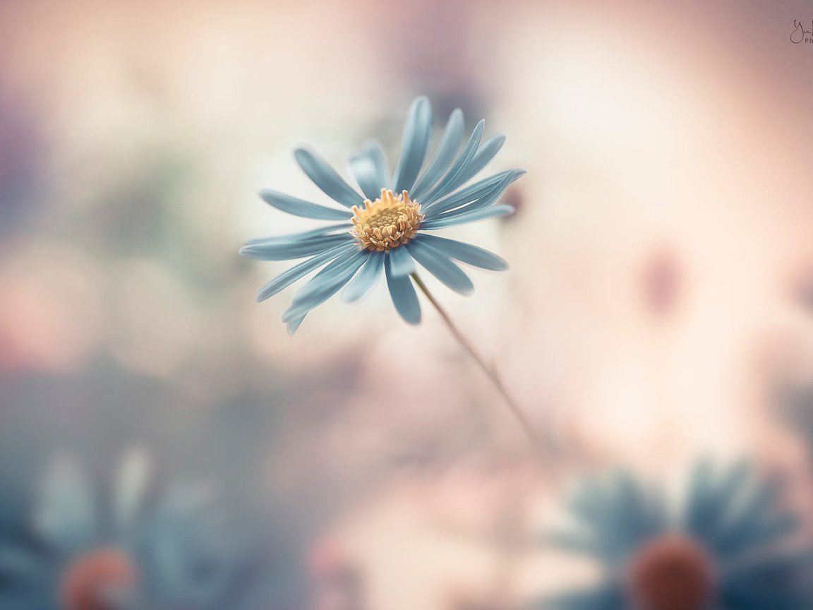 Обои цветок, лепестки, размытость, маргаритка, flower, petals, blur, daisy разрешение 1920x1200 Загрузить