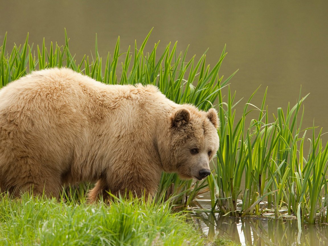 Обои трава, вода, медведь, бурый медведь, grass, water, bear, brown bear разрешение 1920x1200 Загрузить