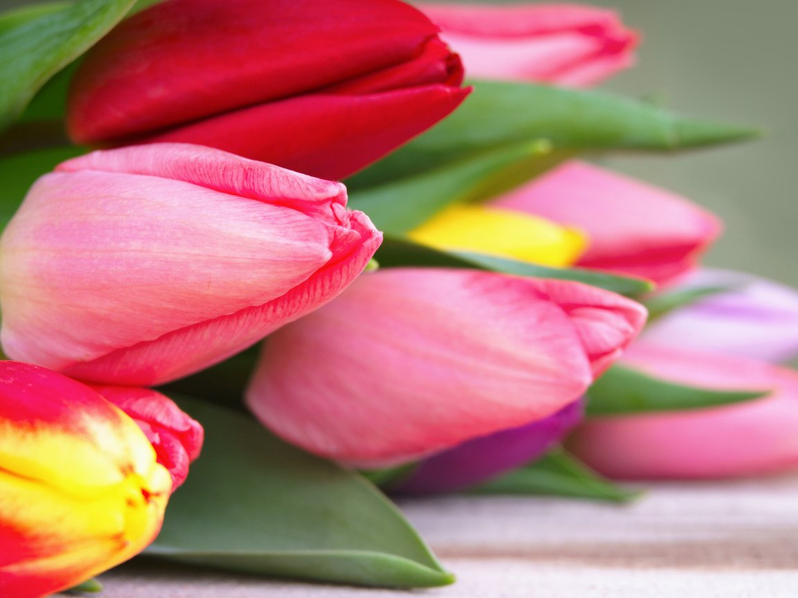 Обои цветы, бутоны, весна, тюльпаны, flowers, buds, spring, tulips разрешение 1920x1200 Загрузить