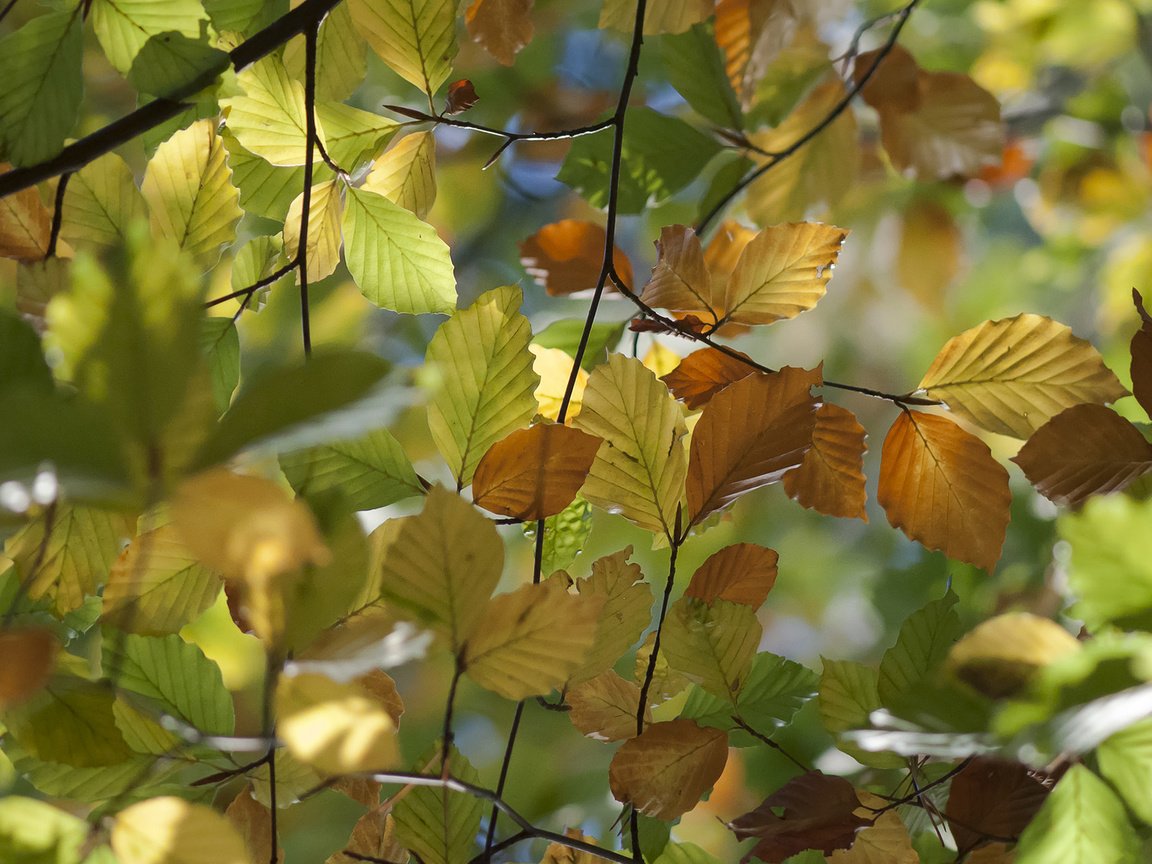Обои природа, листья, макро, ветки, осень, вяз, nature, leaves, macro, branches, autumn, elm разрешение 1920x1200 Загрузить