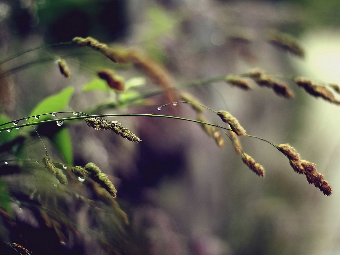 Обои трава, природа, макро, фон, роса, капли, дождь, колоски, grass, nature, macro, background, rosa, drops, rain, spikelets разрешение 1920x1200 Загрузить