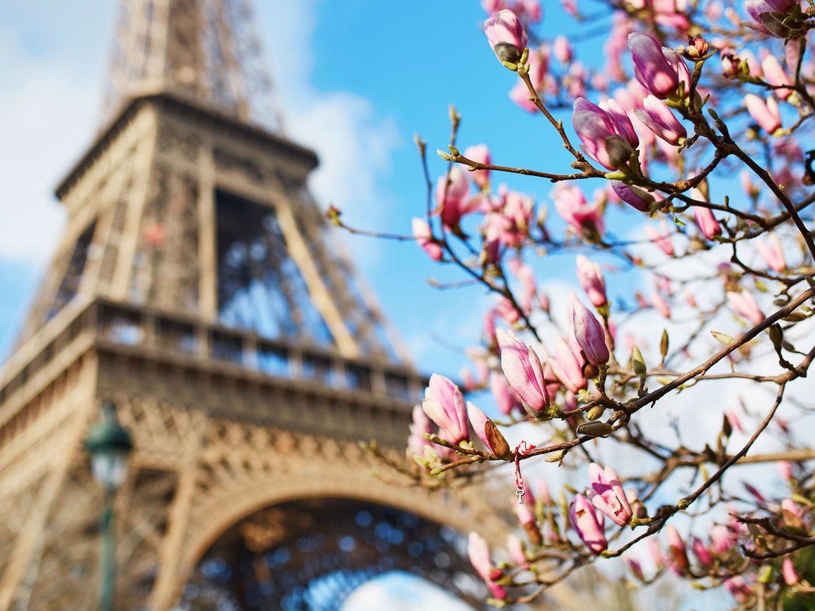 Обои париж, весна, франция, эйфелева башня, магнолия, paris, spring, france, eiffel tower, magnolia разрешение 2880x1800 Загрузить