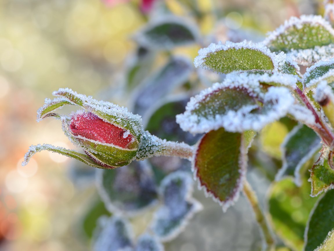 Обои снег, листья, цветок, иней, роза, бутон, snow, leaves, flower, frost, rose, bud разрешение 1920x1200 Загрузить