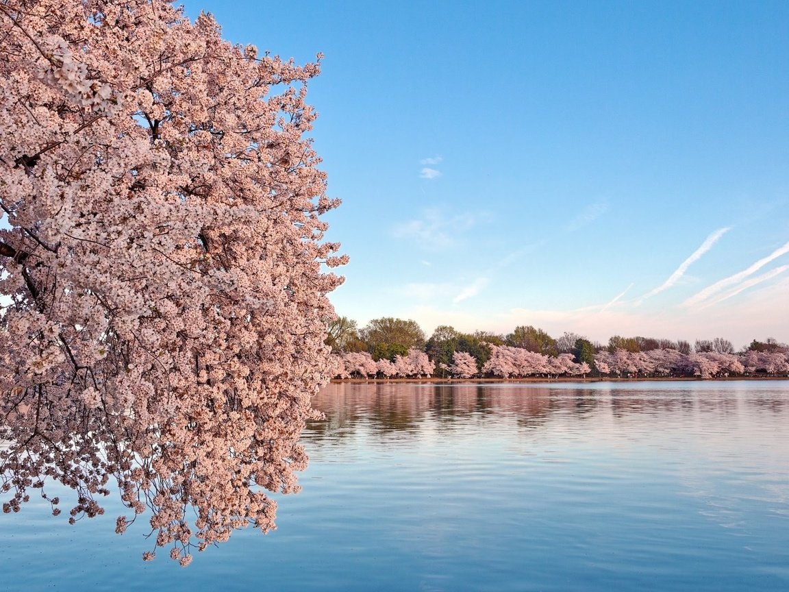 Обои небо, вода, цветение, пейзаж, весна, сакура, the sky, water, flowering, landscape, spring, sakura разрешение 1920x1080 Загрузить