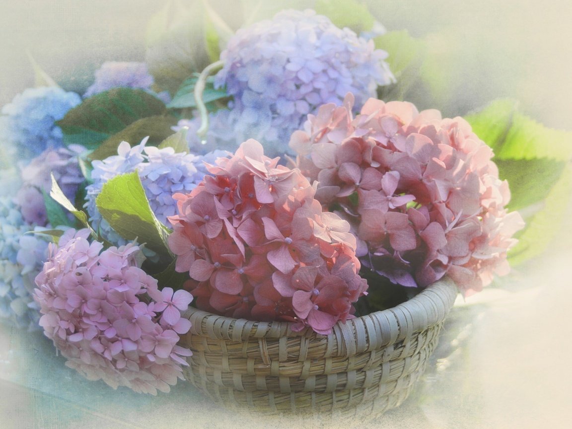 Обои цветы, размытость, соцветия, корзинка, гортензия, flowers, blur, inflorescence, basket, hydrangea разрешение 2048x1297 Загрузить