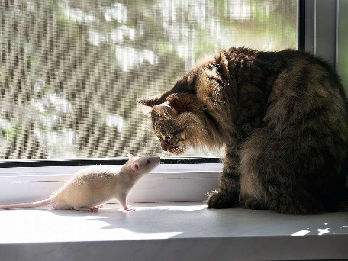 Обои кот, кошка, окно, дружба, крыса, подоконник, знакомство, cat, window, friendship, rat, sill, familiarity разрешение 1920x1440 Загрузить