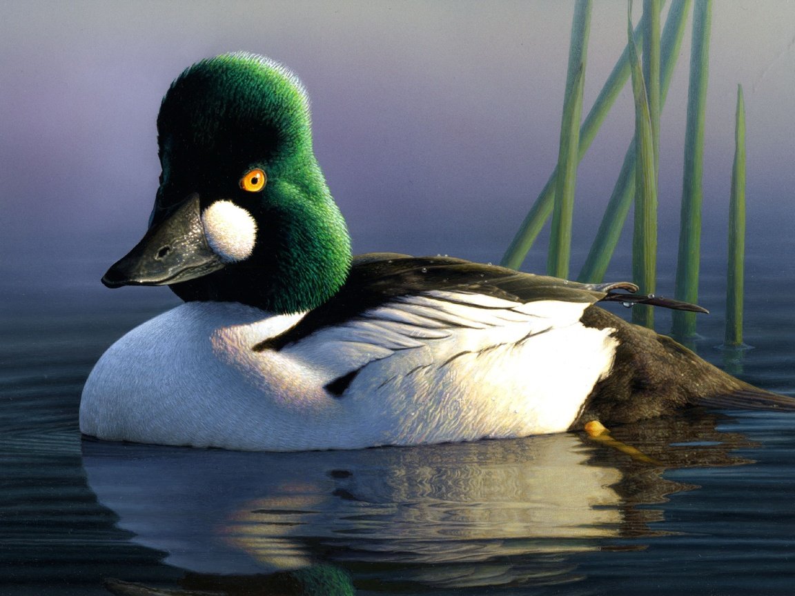 Обои вода, отражение, птица, клюв, перья, утка, джеймс хаутман, james hautman, water, reflection, bird, beak, feathers, duck, james houtman разрешение 2735x1920 Загрузить