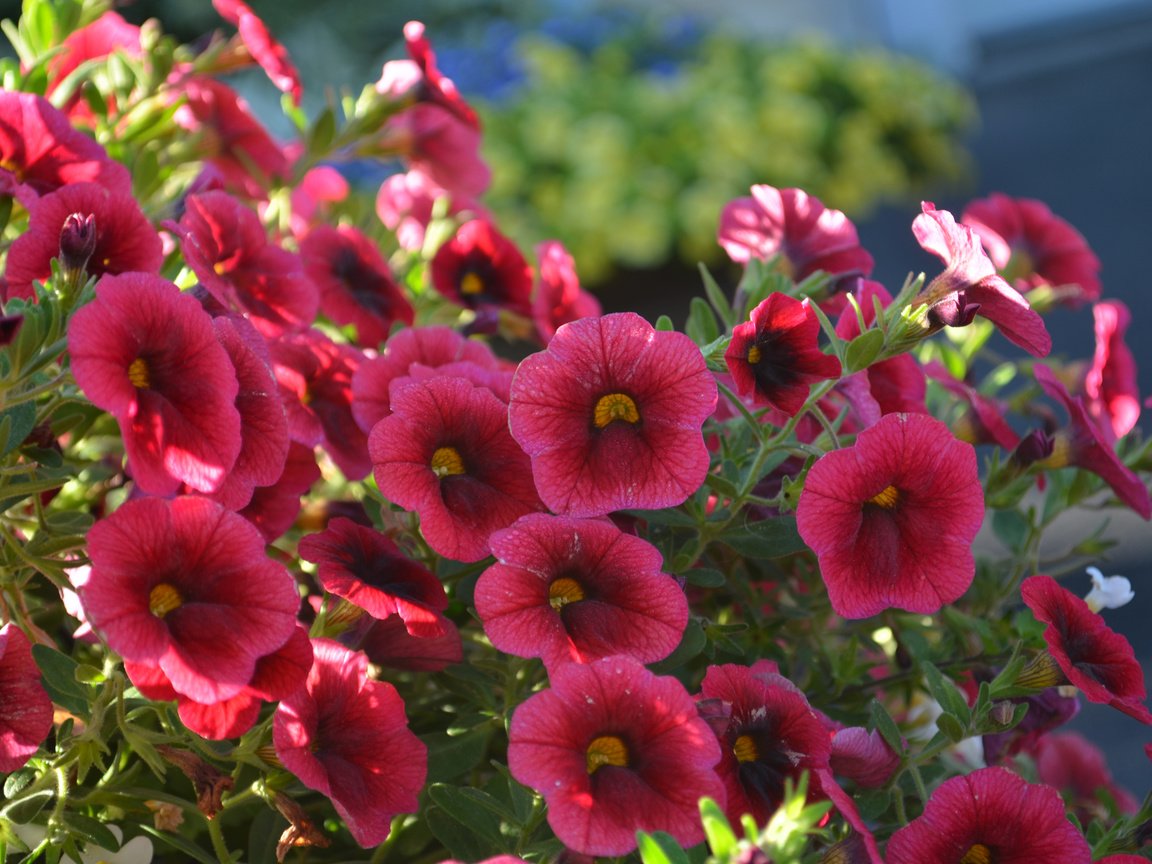 Обои цветы, лепестки, бордовые, калибрахоа, flowers, petals, burgundy, calibrachoa разрешение 4000x2650 Загрузить