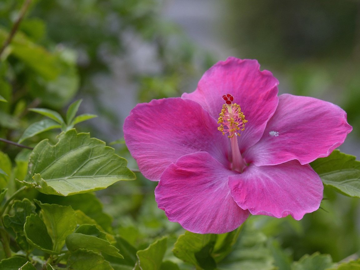 Обои листья, цветок, лепестки, розовый, гибискус, leaves, flower, petals, pink, hibiscus разрешение 2880x1920 Загрузить