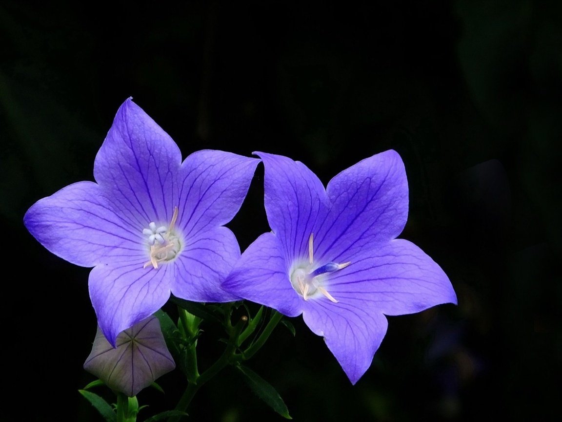 Обои цветы, черный фон, голубые, колокольчики, платикодон, flowers, black background, blue, bells разрешение 1920x1080 Загрузить