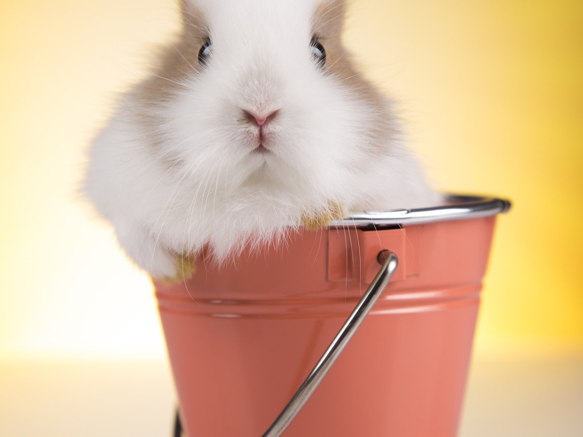 Обои глаза, взгляд, кролик, животное, ведро, eyes, look, rabbit, animal, bucket разрешение 1920x2880 Загрузить