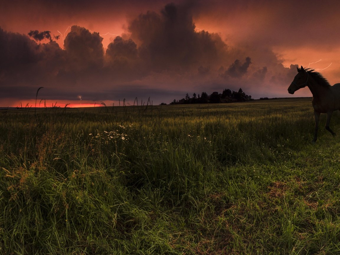 Обои небо, лошадь, трава, облака, закат, конь, the sky, horse, grass, clouds, sunset разрешение 3513x1920 Загрузить