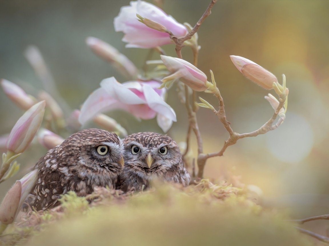 Обои цветы, бутоны, ветки, птицы, совы, tanja brandt, flowers, buds, branches, birds, owls разрешение 2048x1363 Загрузить