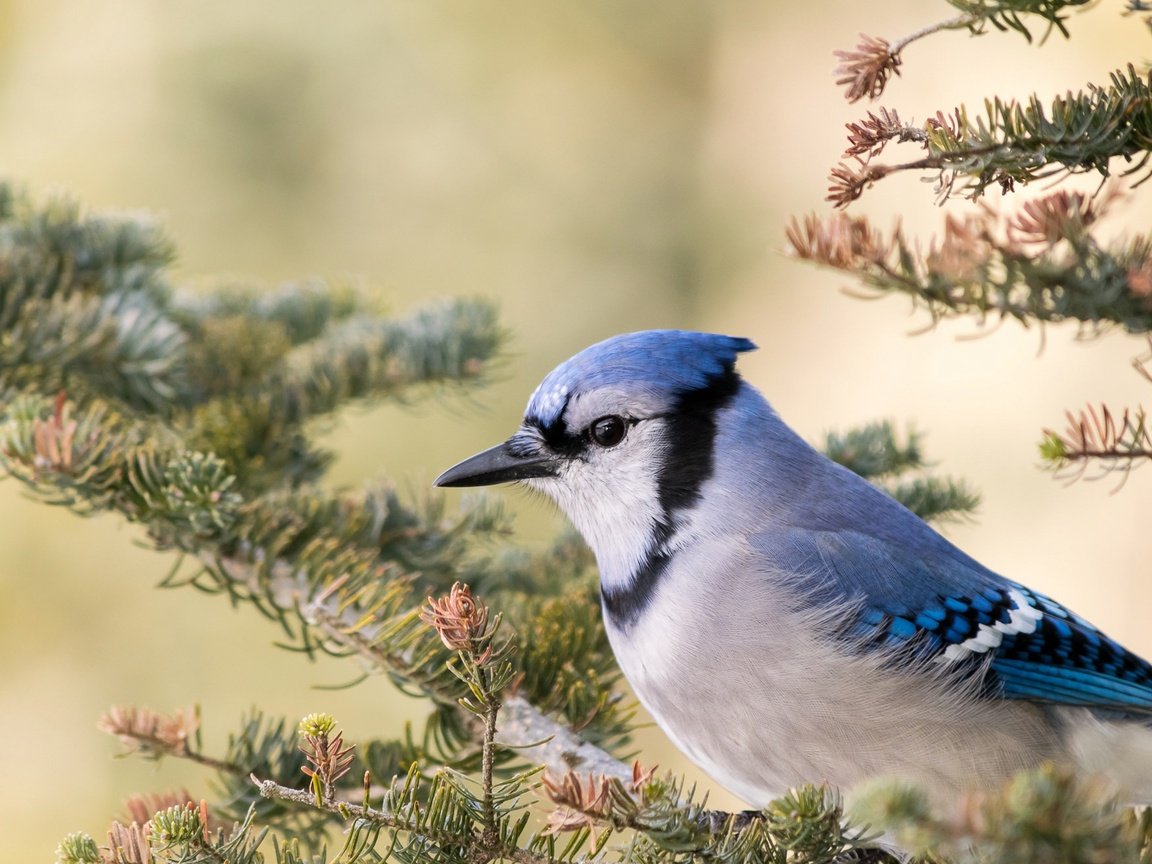 Обои ветка, птица, клюв, голубая сойка, branch, bird, beak, blue jay разрешение 2048x1320 Загрузить