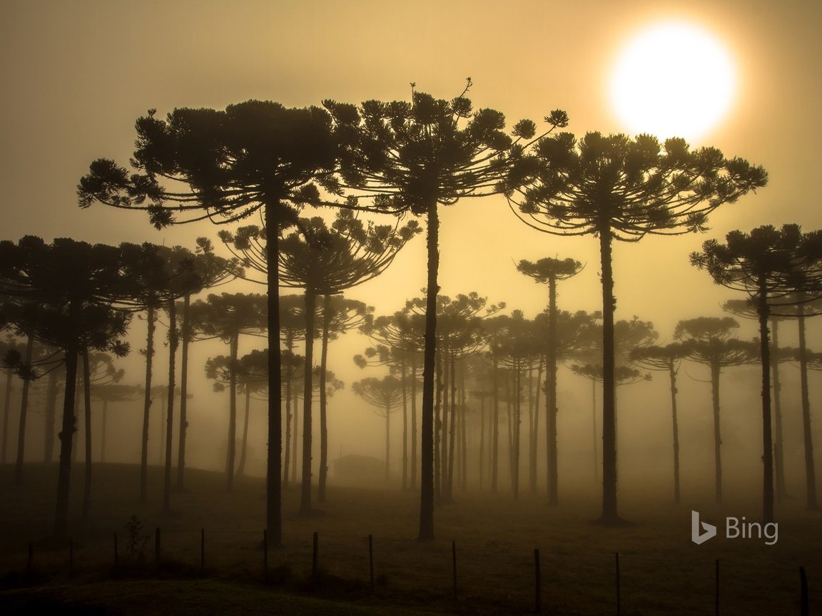 Обои деревья, природа, бразилия, bing, trees, nature, brazil разрешение 1920x1200 Загрузить