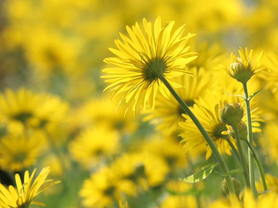 Обои цветы, лепестки, ромашки, стебли, желтые, flowers, petals, chamomile, stems, yellow разрешение 1920x1200 Загрузить