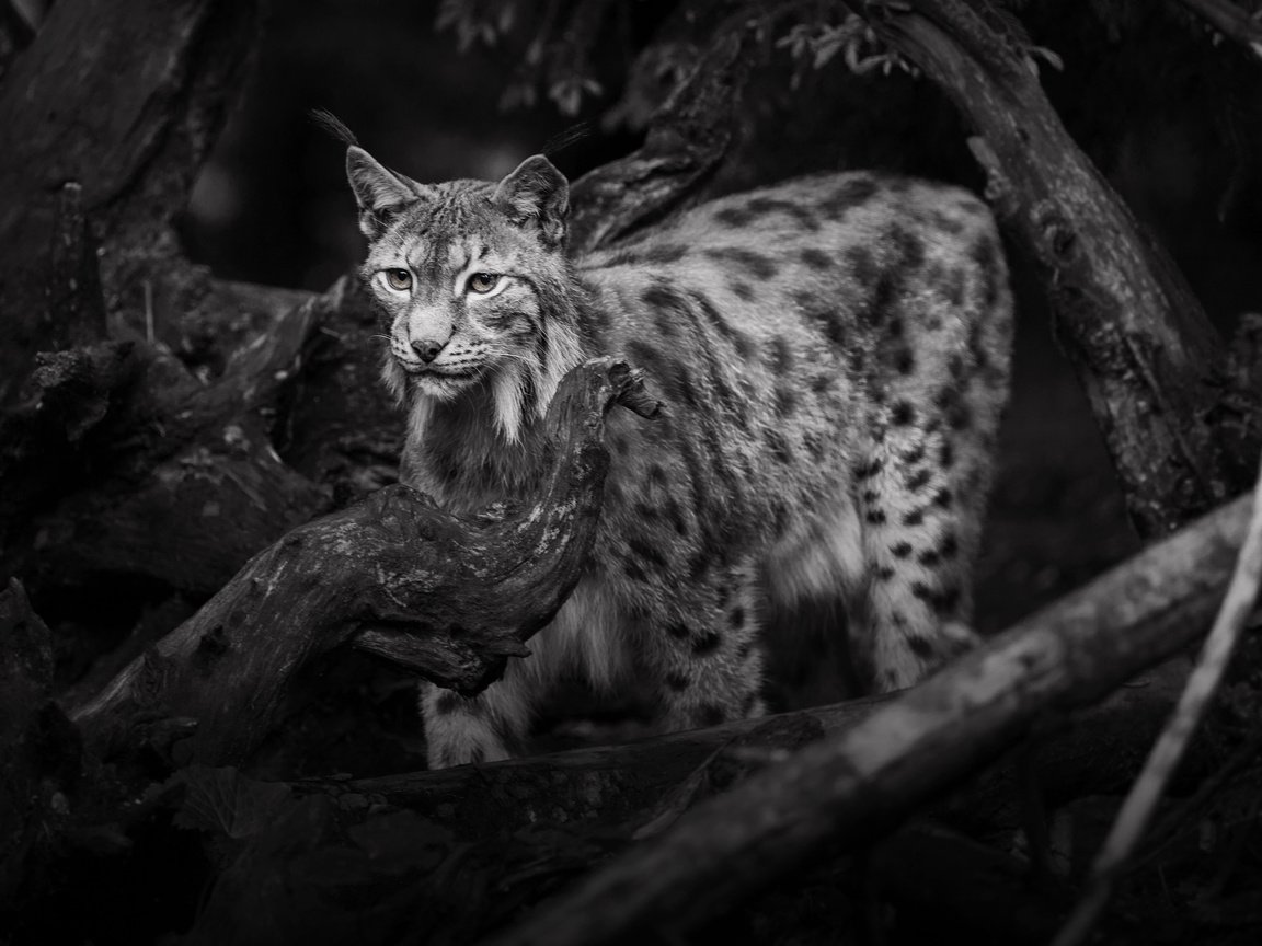 Обои рысь, чёрно-белое, дикая кошка, lena held, lynx, black and white, wild cat разрешение 3612x2502 Загрузить