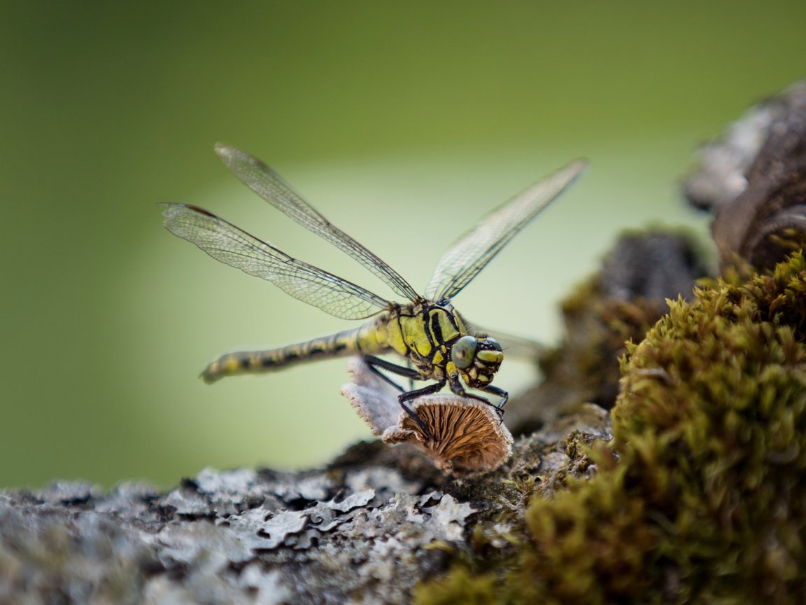 Обои макро, насекомое, крылья, стрекоза, lena held, macro, insect, wings, dragonfly разрешение 3416x2220 Загрузить