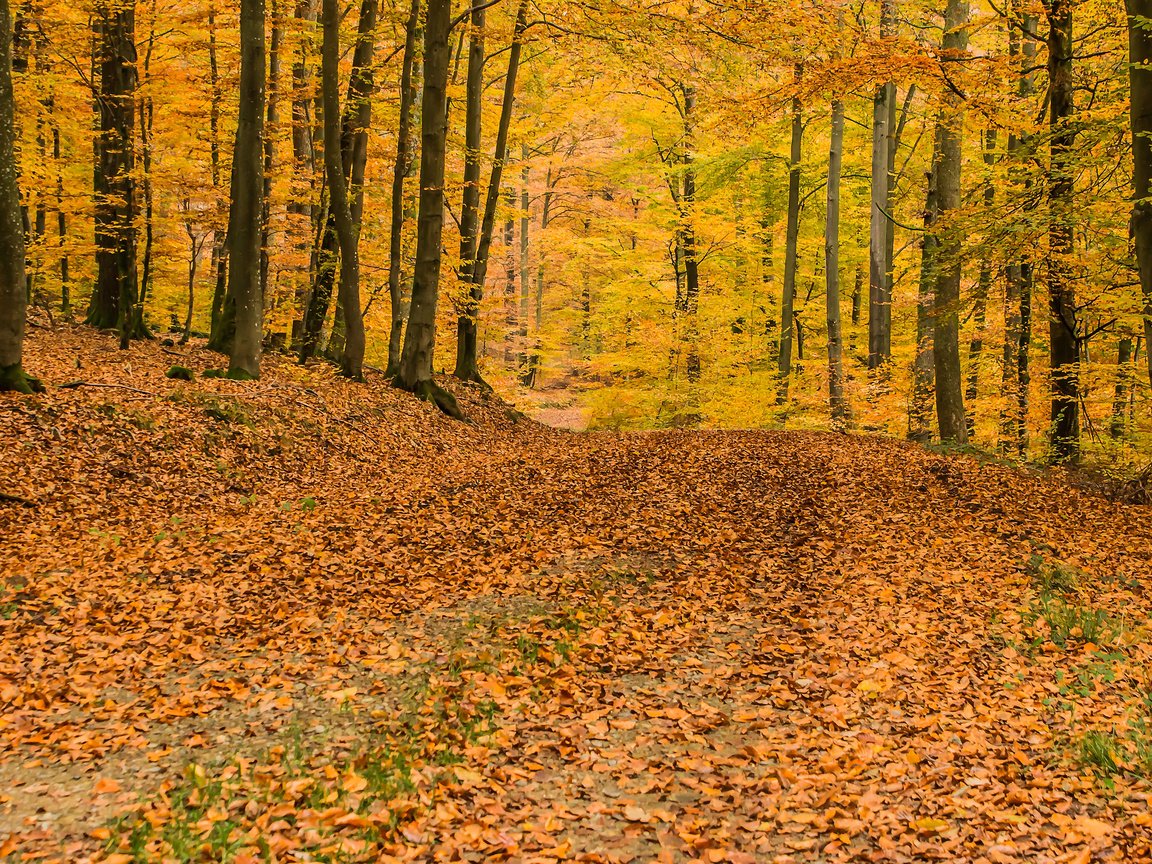 Обои деревья, природа, лес, листья, осень, листопад, trees, nature, forest, leaves, autumn, falling leaves разрешение 3840x2400 Загрузить