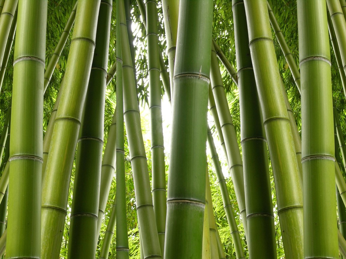 Обои природа, бамбук, заросли, nature, bamboo, thickets разрешение 6275x2824 Загрузить